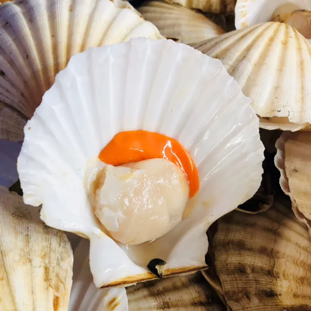 Scallop