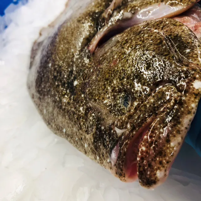Turbot