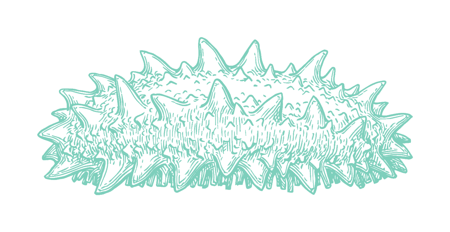 seafood_teal_03